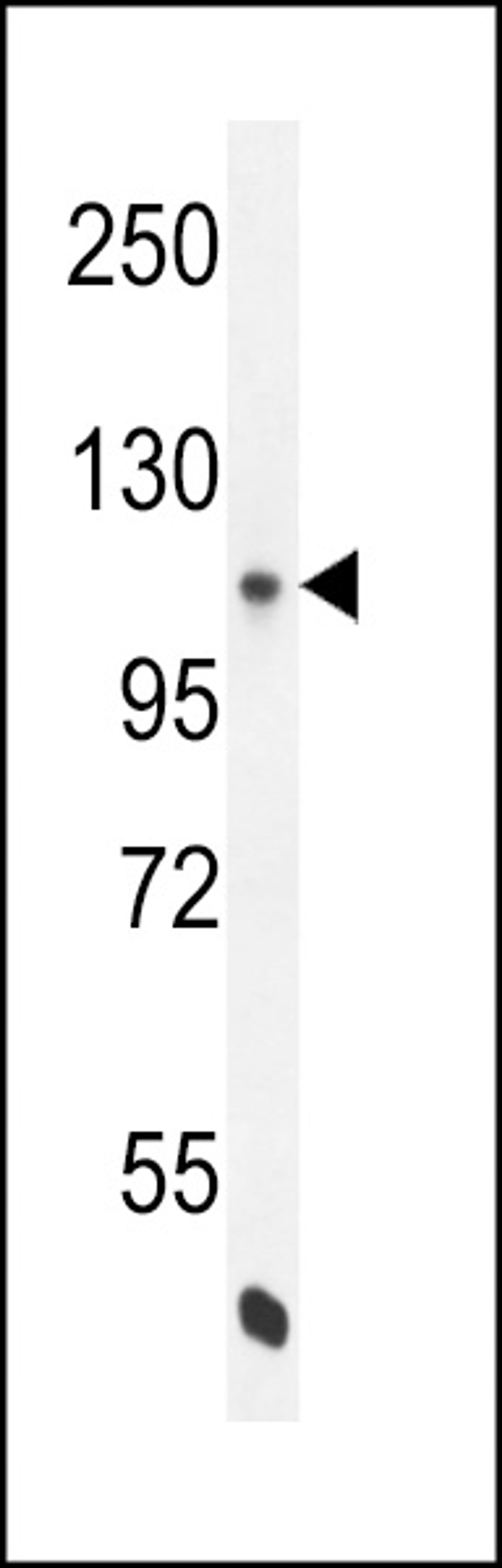 Western blot analysis in K562 cell line lysates (35ug/lane).