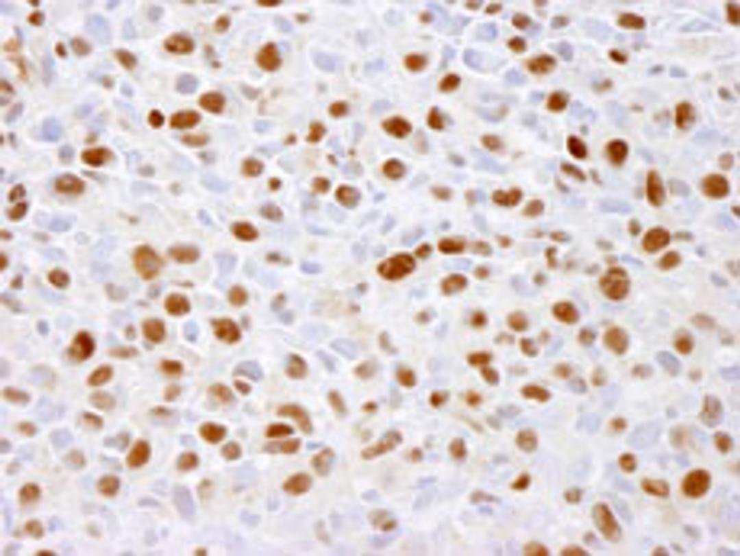 Detection of mouse phospho-MCM2 (Ser 41) by immunohistochemistry.