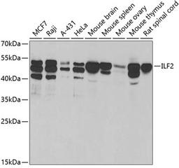 Western blot - ILF2 antibody (A5882)