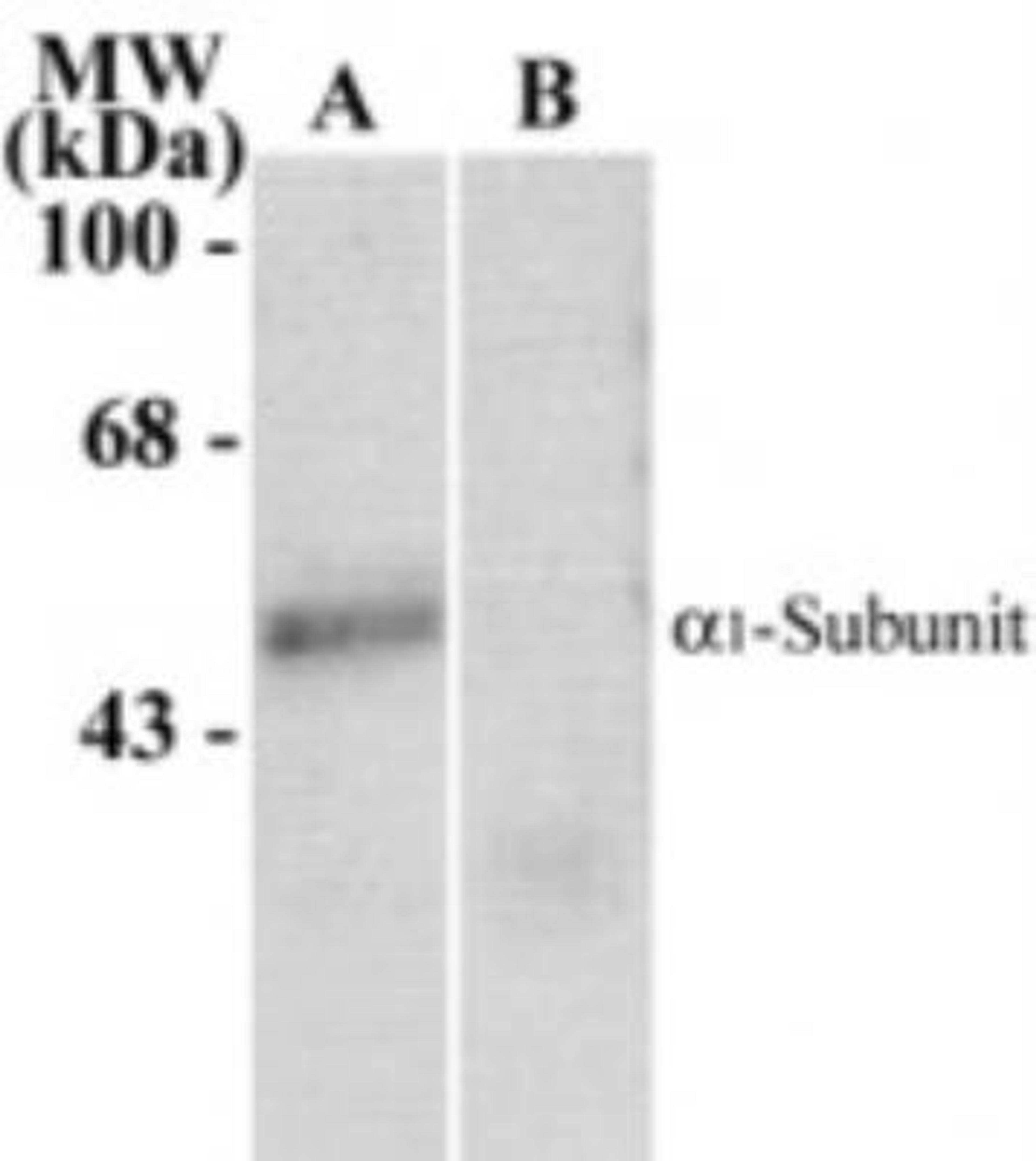 Western Blot: GABA-A R alpha 1 Antibody [NB300-191] -  Analysis of forebraine lysates from wildtype (Lane A) and a1-knockout rats using 5-7 ug of tissue per lane. The antibody labeled the 51 kDa a1-subunit of GABAa-R. The labeling was absent from the lysate prepared from the a1-knockout animals.