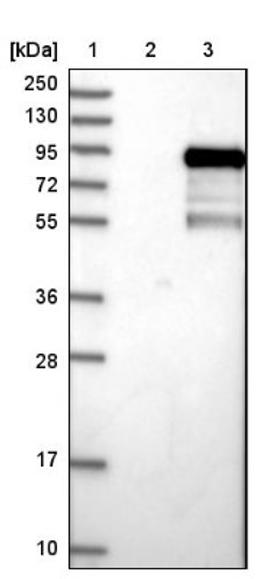 Western Blot: FAM130A1 Antibody [NBP1-89908] - Lane 1: Marker [kDa] 250, 130, 95, 72, 55, 36, 28, 17, 10<br/>Lane 2: Negative control (vector only transfected HEK293T lysate)<br/>Lane 3: Over-expression lysate (Co-expressed with a C-terminal myc-DDK tag (~3.1 kDa) in mammalian HEK293T cells, LY410704)