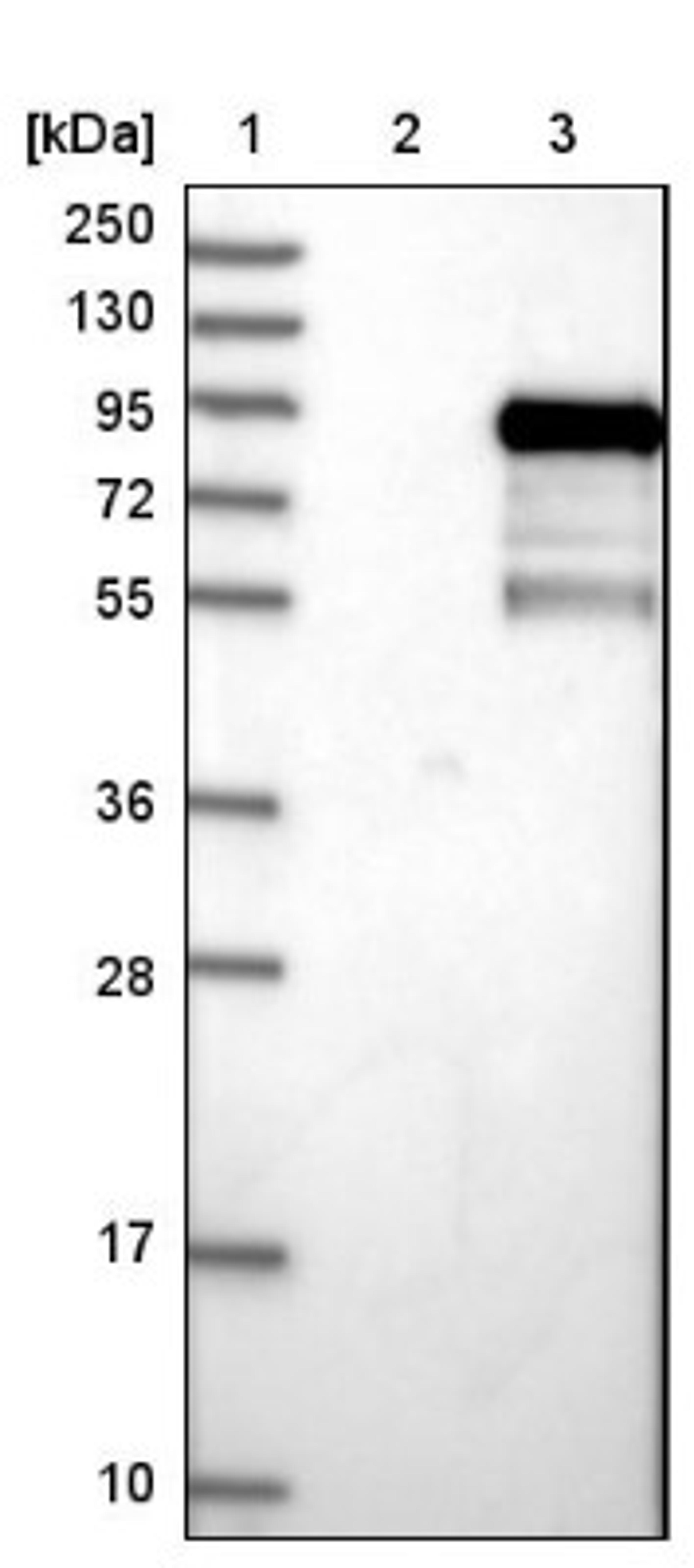 Western Blot: FAM130A1 Antibody [NBP1-89908] - Lane 1: Marker [kDa] 250, 130, 95, 72, 55, 36, 28, 17, 10<br/>Lane 2: Negative control (vector only transfected HEK293T lysate)<br/>Lane 3: Over-expression lysate (Co-expressed with a C-terminal myc-DDK tag (~3.1 kDa) in mammalian HEK293T cells, LY410704)