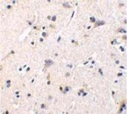 Immunohistochemistry-Paraffin: GFR alpha-1/GDNF R alpha-1 Antibody [NBP1-77043] - Human brain tissue with GDNF Receptor alpha 1 antibody at 1 ug/ml.