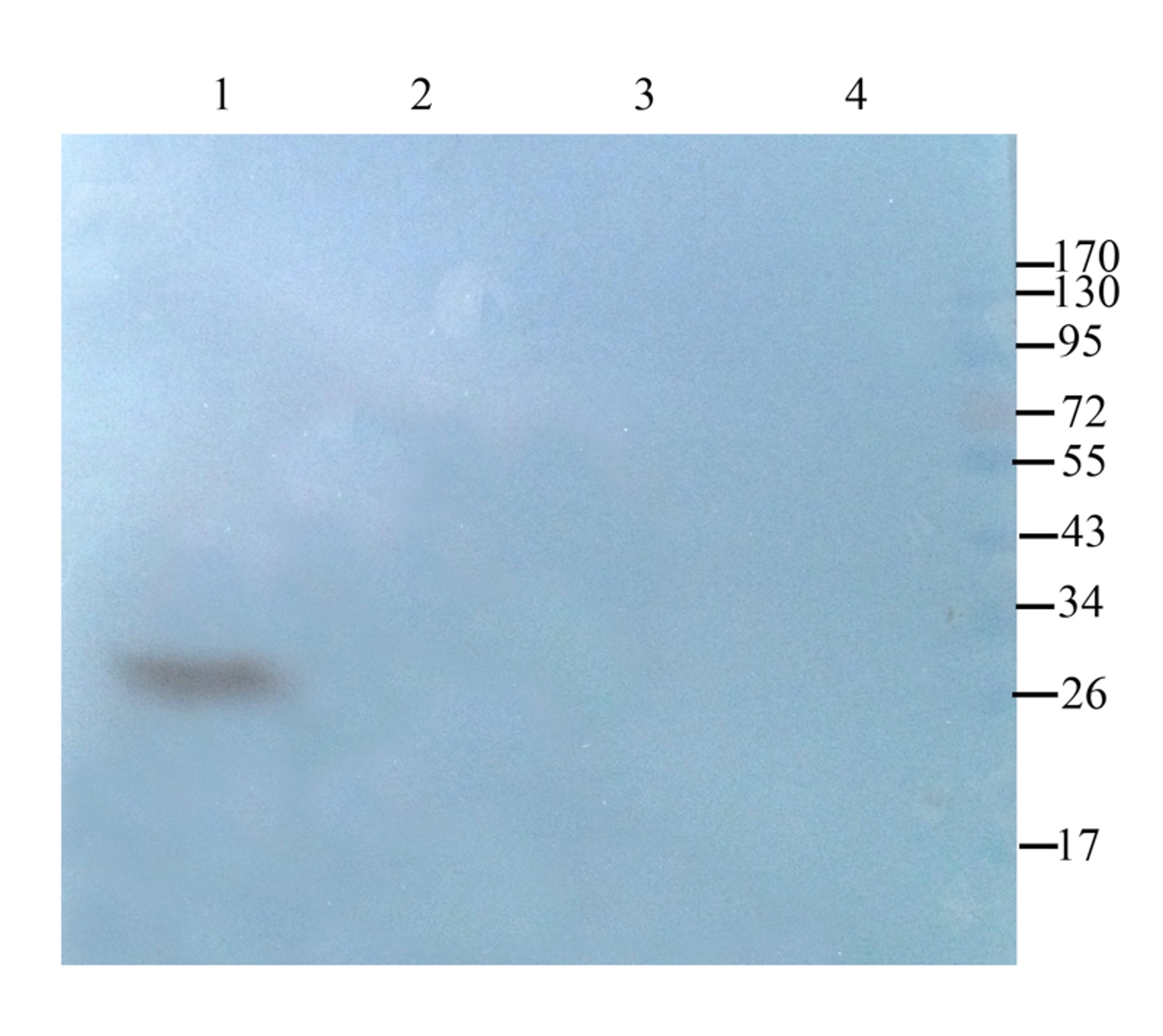 WB analysis of mouse heart (lane 1), rat kidney (lane 2), mouse spleen (lane 3), rat thyroid (lane 4) using CD63 antibody (1 ug/ml)