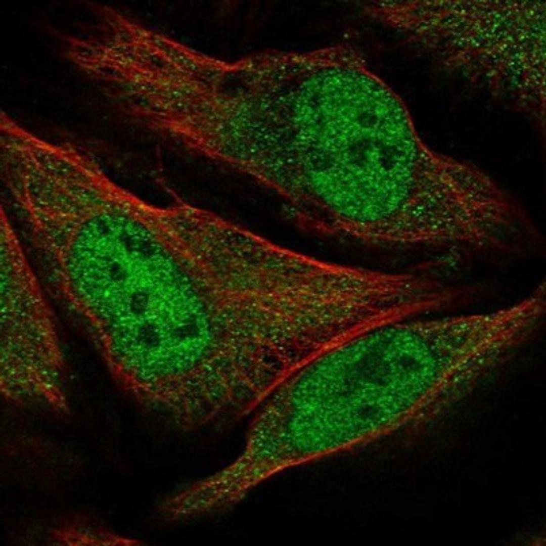 Immunocytochemistry/Immunofluorescence: GEMIN8 Antibody [NBP1-83925] - Staining of human cell line U-2 OS shows positivity in nucleus but not nucleoli & cytoplasm.