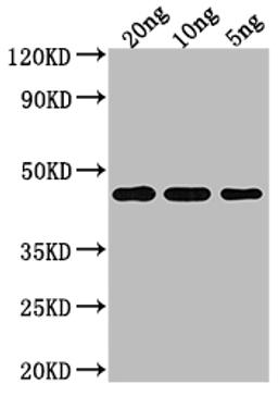 Western Blot. Positive WB detected in Recombinant protein. All lanes: TOXR antibody at 1:2000. Secondary. Goat polyclonal to rabbit IgG at 1/50000 dilution. Predicted band size: 44.21 kDa. Observed band size: 44 kDa. 