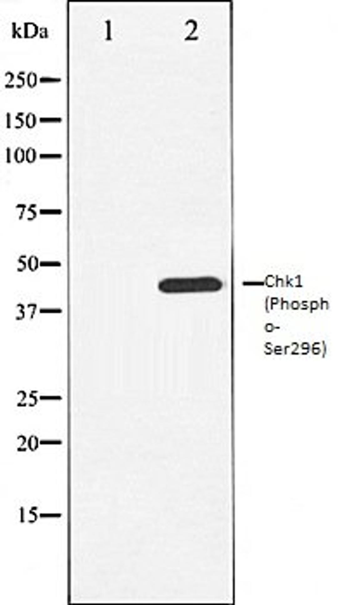 Western blot analysis of HuvEc whole cell lysates using Chk1 (Phospho-Ser296) antibody, The lane on the left is treated with the antigen-specific peptide.