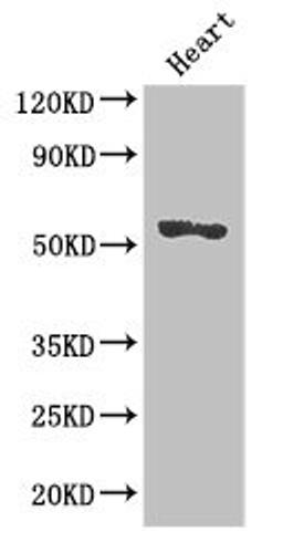 Western Blot. Positive WB detected in: Mouse heart tissue. All lanes: SRGAP2B antibody at 2.7ug/ml. Secondary. Goat polyclonal to rabbit IgG at 1/50000 dilution. Predicted band size: 54 kDa. Observed band size: 54 kDa. 