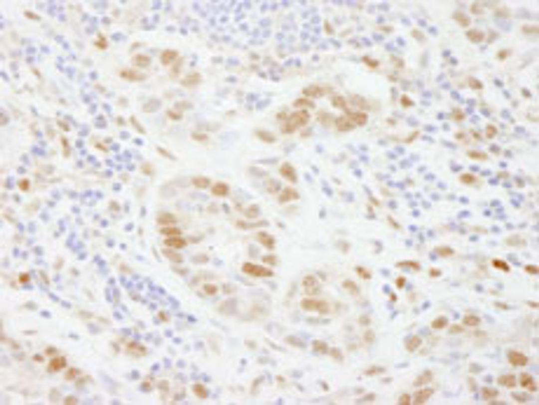 Detection of human PolD3/p66 by immunohistochemistry.