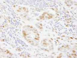 Detection of human PolD3/p66 by immunohistochemistry.