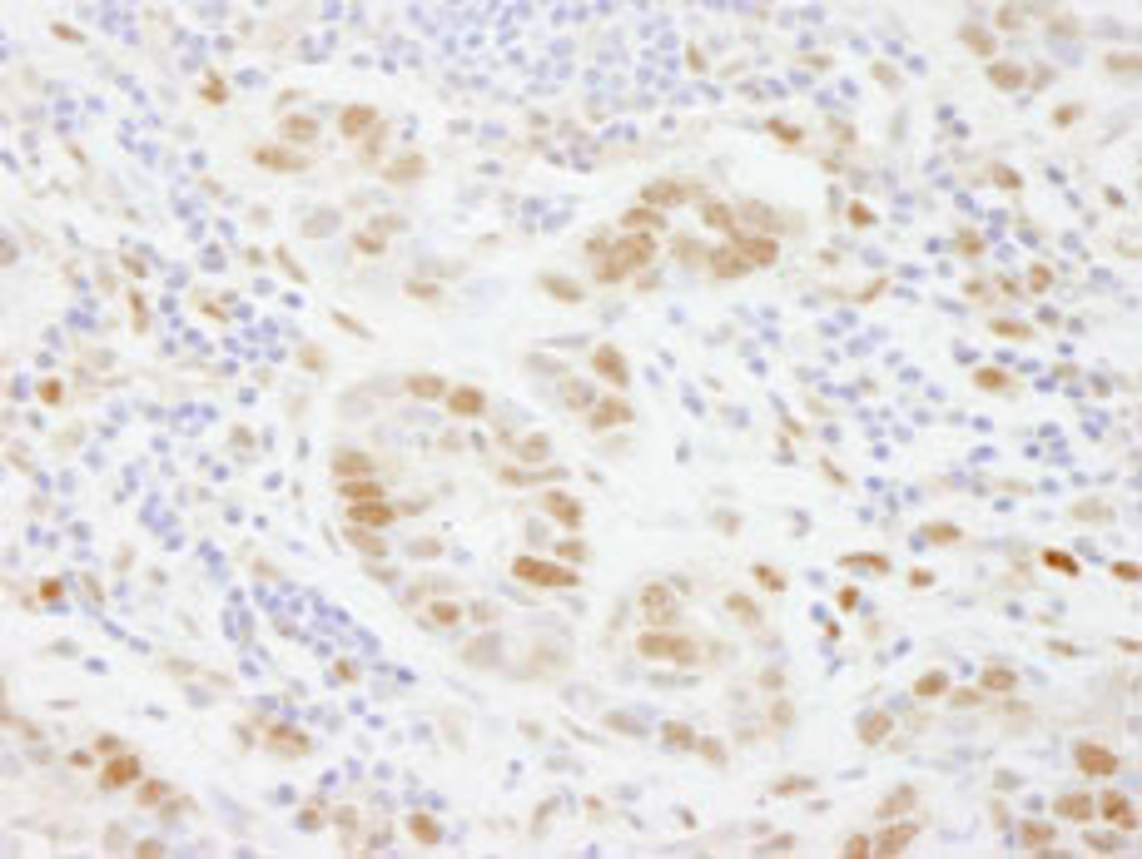 Detection of human PolD3/p66 by immunohistochemistry.