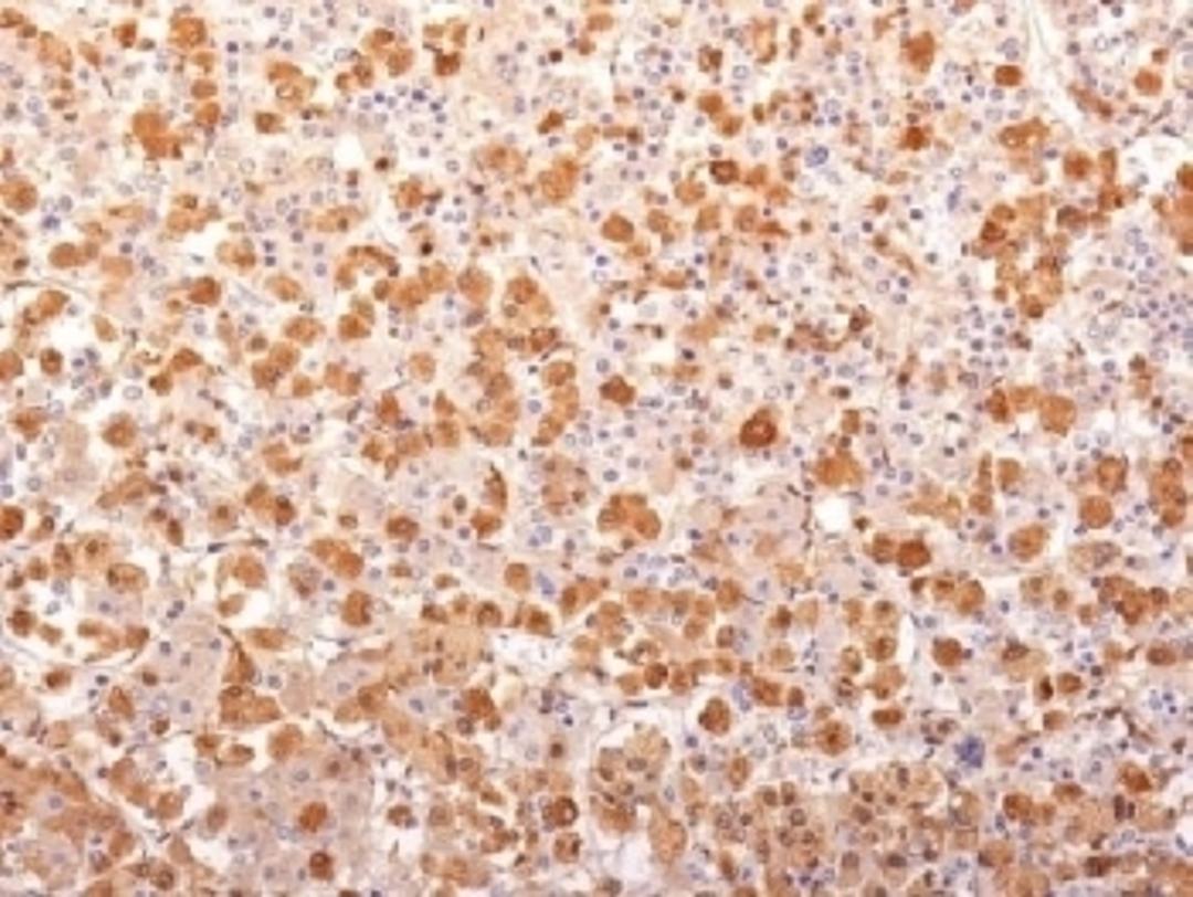 IHC testing of FFPE human pituitary gland with recombinant ACTH antibody (clone r57). Required HIER: boil tissue sections in 10mM citrate buffer, pH 6, for 10-20 min followed by cooling at RT for 20 min.