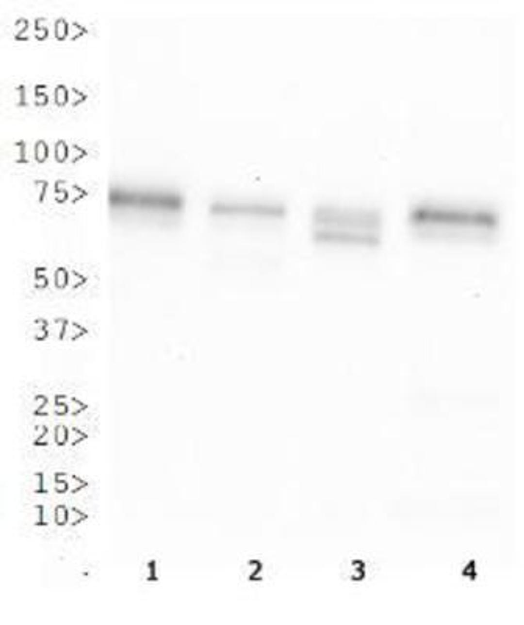 Western Blot: OS9 Antibody [BC100-520] - WB analysis of OS9 in 1. A431 cell lysate, 2. HepG2 cell lysate, 3. MCF7 cell lysate and 4. 3T3 cell lysate.