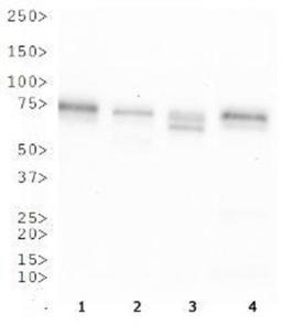 Western Blot: OS9 Antibody [BC100-520] - WB analysis of OS9 in 1. A431 cell lysate, 2. HepG2 cell lysate, 3. MCF7 cell lysate and 4. 3T3 cell lysate.