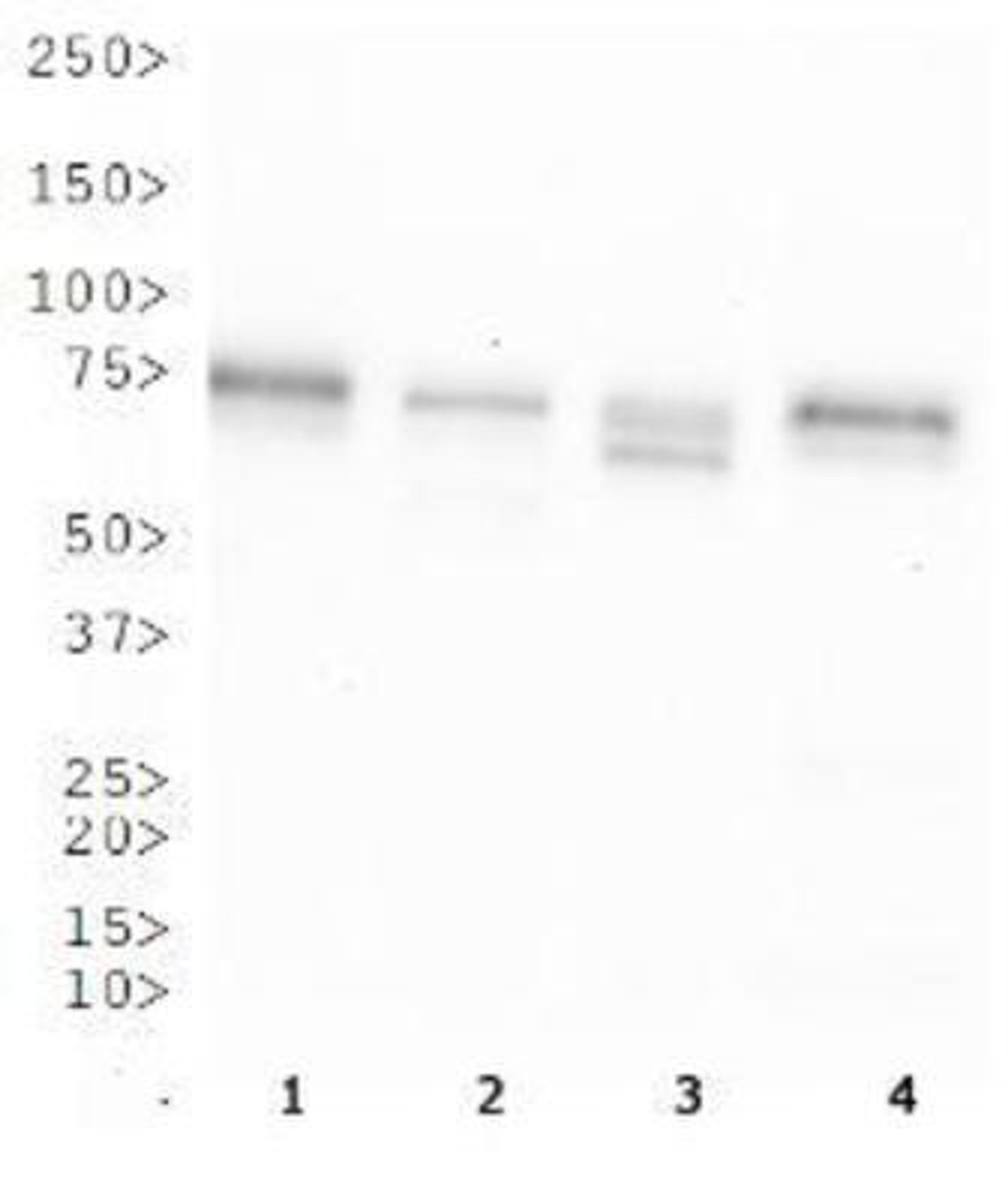 Western Blot: OS9 Antibody [BC100-520] - WB analysis of OS9 in 1. A431 cell lysate, 2. HepG2 cell lysate, 3. MCF7 cell lysate and 4. 3T3 cell lysate.