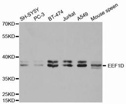 Western blot analysis of extracts of various cell lines using EEF1D antibody