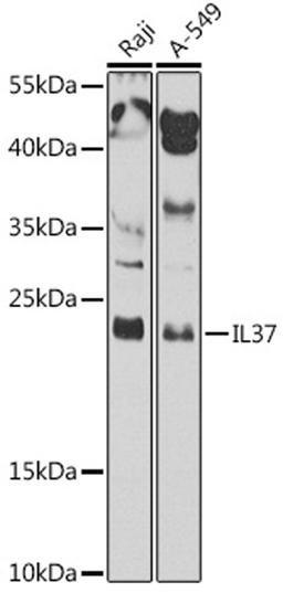 Western blot - IL37 antibody (A8206)