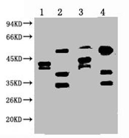 Western blot analysis of 1) Hela, 2) HepG2, 3) 293T, 4) Jurkat, diluted at 1:2000.