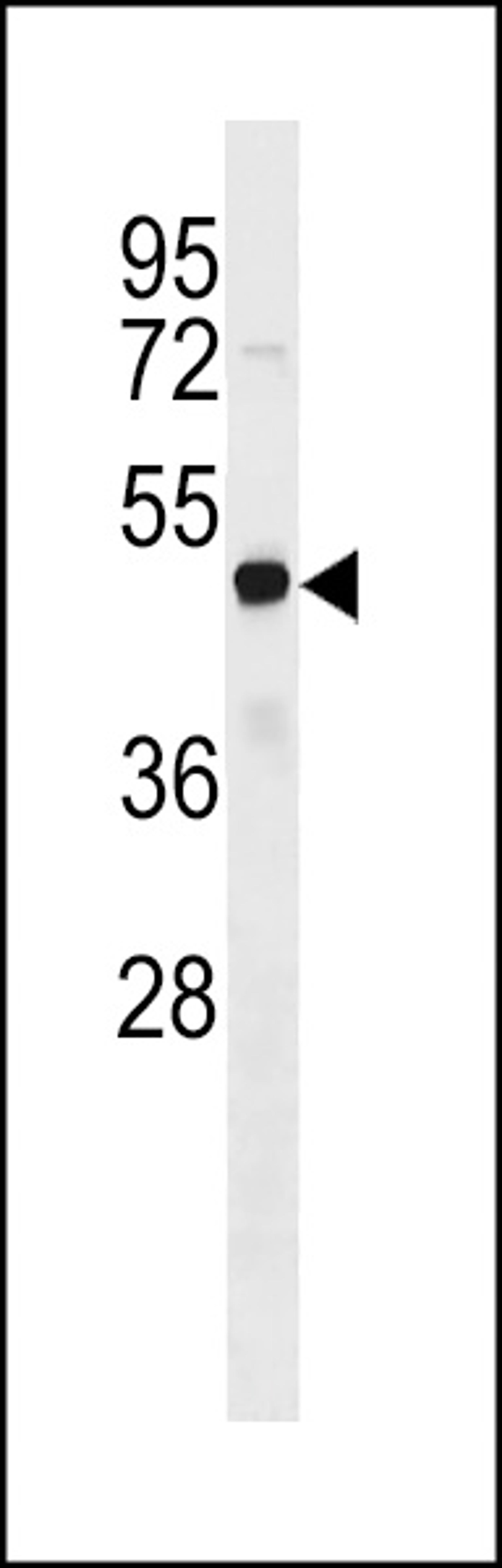 Western blot analysis in HL-60 cell line lysates (35ug/lane).