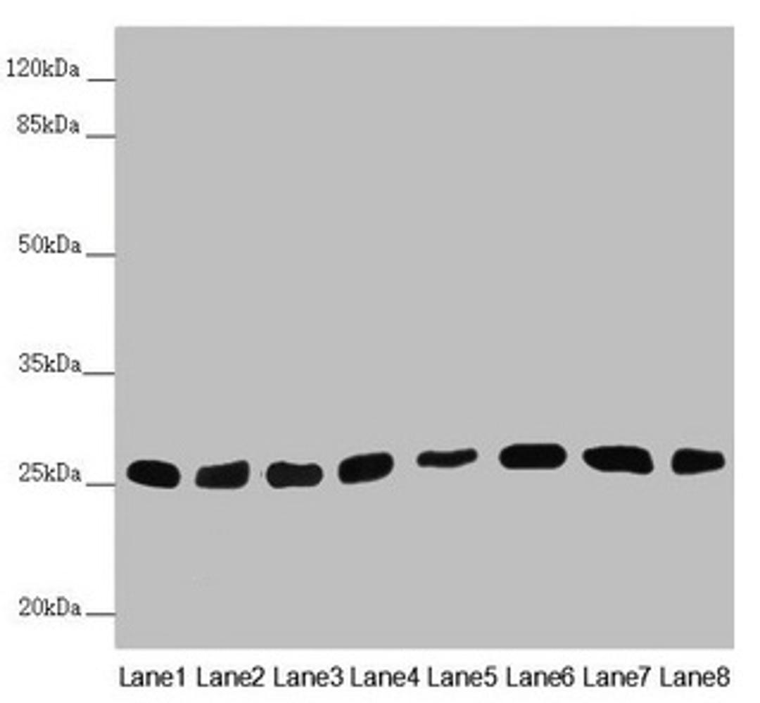 Western blot. All lanes: CHCHD3 antibody at 0.56µg/ml. Lane 1: Mouse heart tissue. Lane 2: Mouse kidney tissue. Lane 3: Mouse lung tissue. Lane 4: A549 whole cell lysate. Lane 5: HepG2 whole cell lysate. Lane 6: 293T whole cell lysate. Lane 7: A431 whole cell lysate. Lane 8: Hela whole cell lysate. Secondary. Goat polyclonal to rabbit IgG at 1/10000 dilution. Predicted band size: 26 kDa. Observed band size: 26 kDa