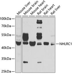 Western blot - NHLRC1 antibody (A6669)