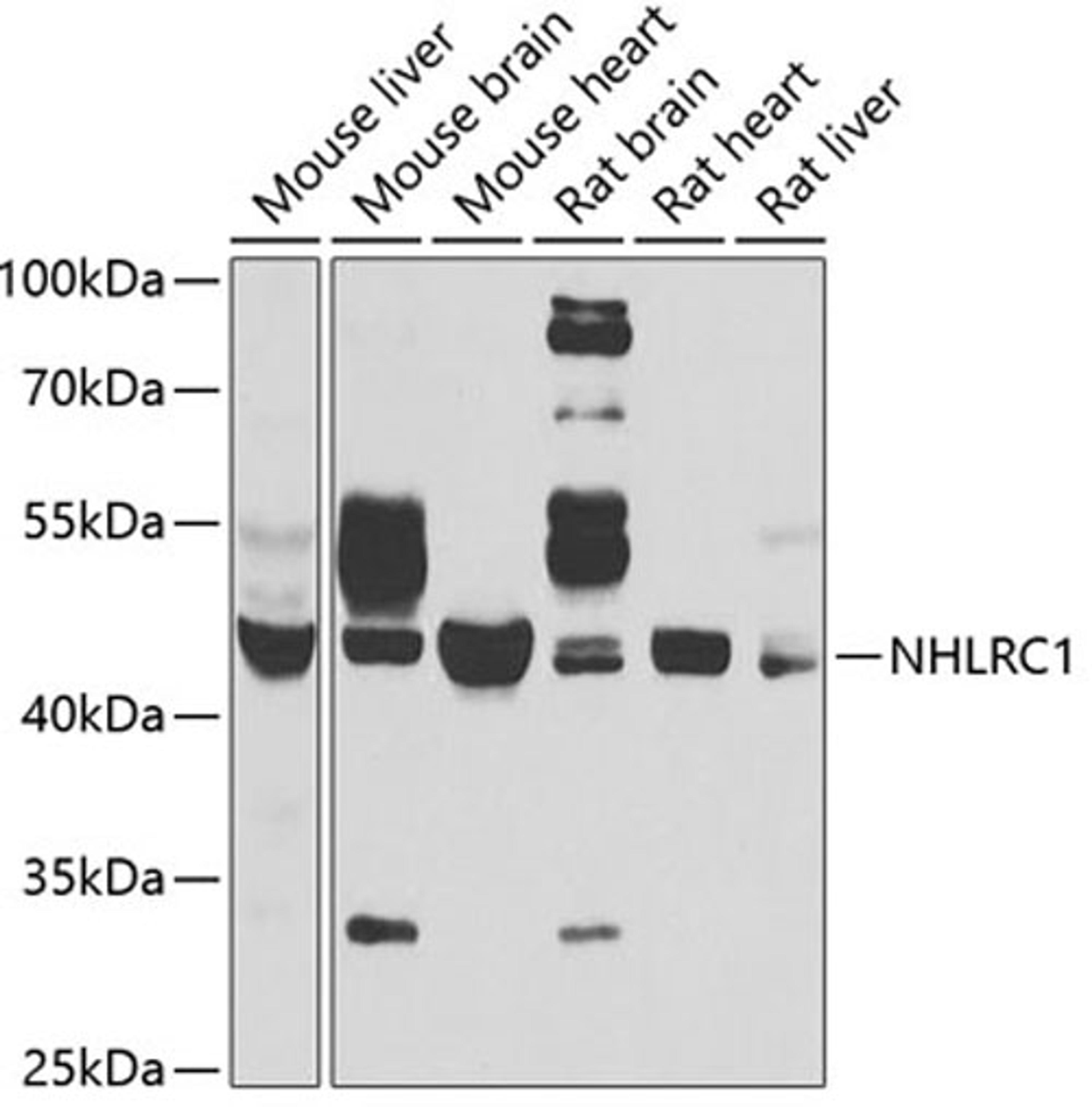 Western blot - NHLRC1 antibody (A6669)