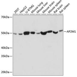 Western blot - AP2M1 Rabbit mAb (A11070)