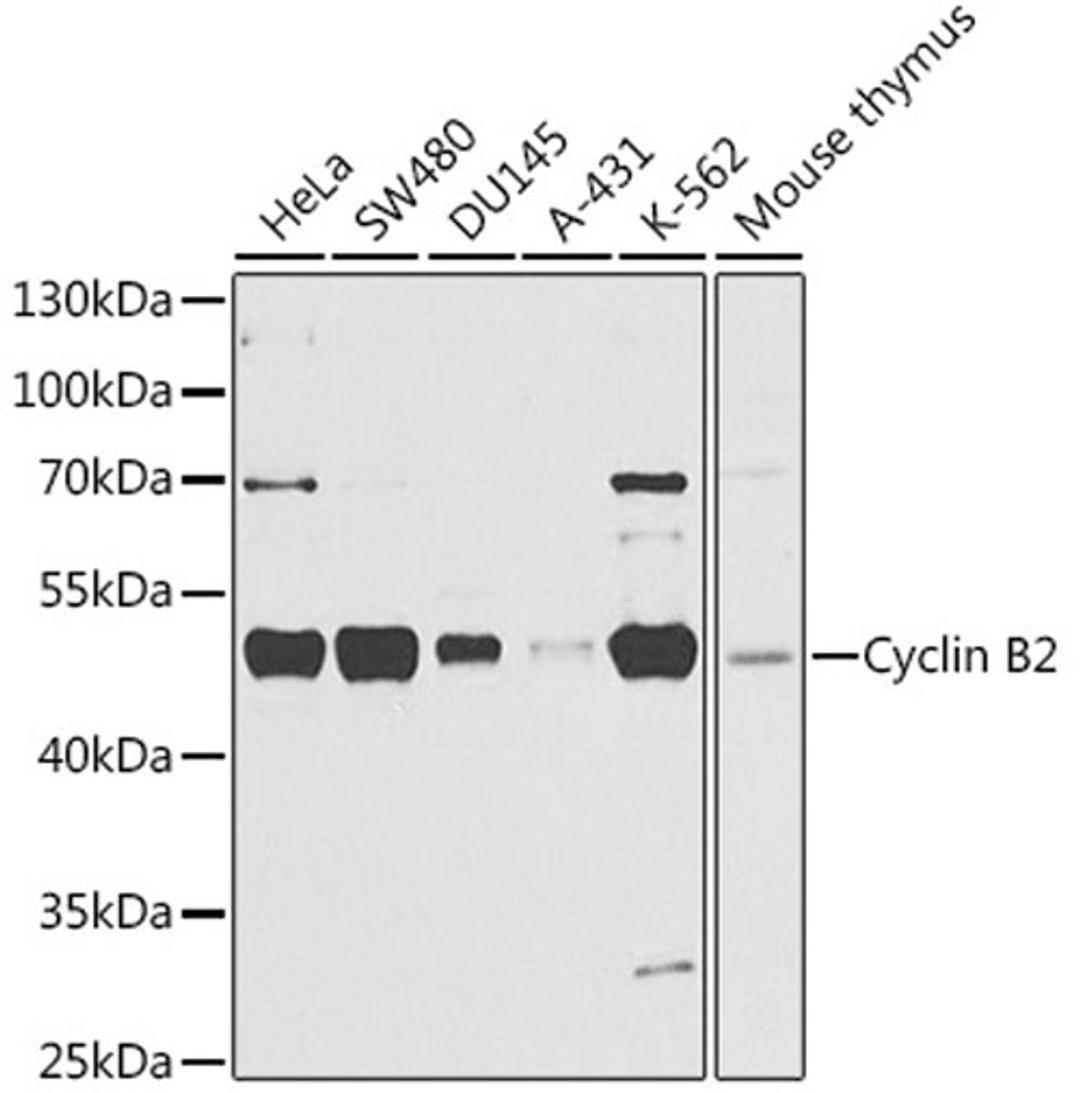 Western blot - Cyclin B2 antibody (A3351)