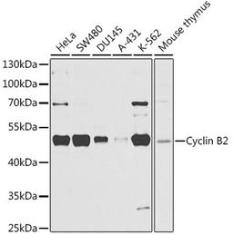 Western blot - Cyclin B2 antibody (A3351)