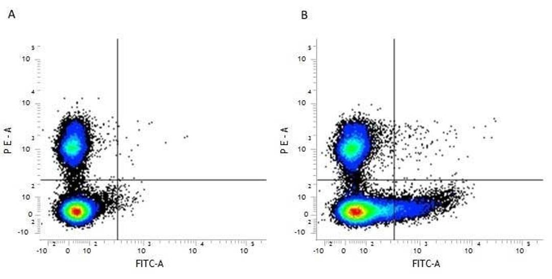 Figure A. Rat anti Mouse CD45R. Figure B. Rat anti Mouse CD45R and Rat anti Mouse CD169.