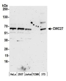 Detection of human and mouse CWC27 by WB.