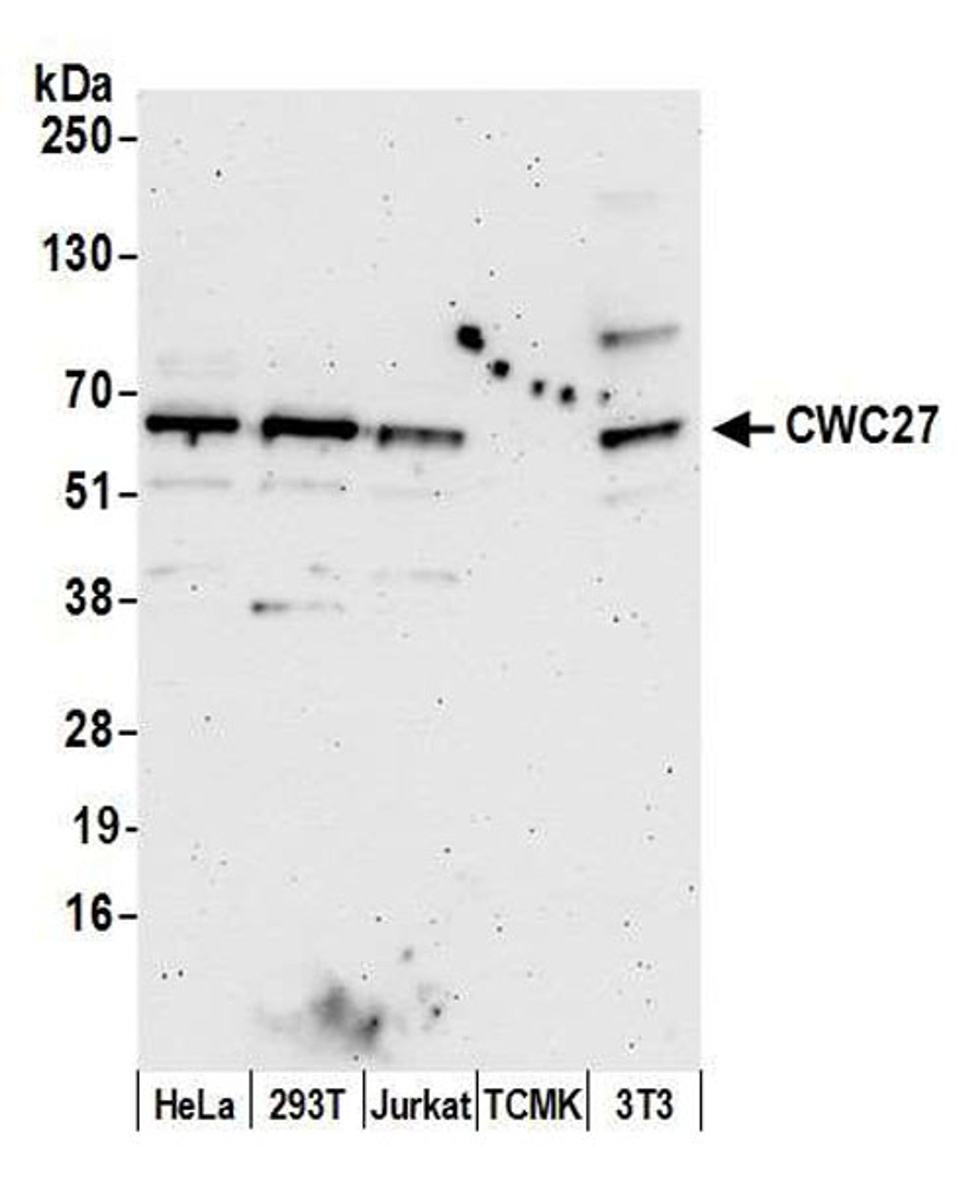 Detection of human and mouse CWC27 by WB.