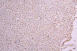 IHC image of CSB-RA356436MA1HU diluted at 1:100 and staining in paraffin-embedded human liver tissue performed on a Leica BondTM system. After dewaxing and hydration, antigen retrieval was mediated by high pressure in a citrate buffer (pH 6.0). Section was blocked with 10% normal goat serum 30min at RT. Then primary antibody (1% BSA) was incubated at 4°C overnight. The primary is detected by a Goat anti-Human IgG labeled by HRP and visualized using 0.05% DAB.