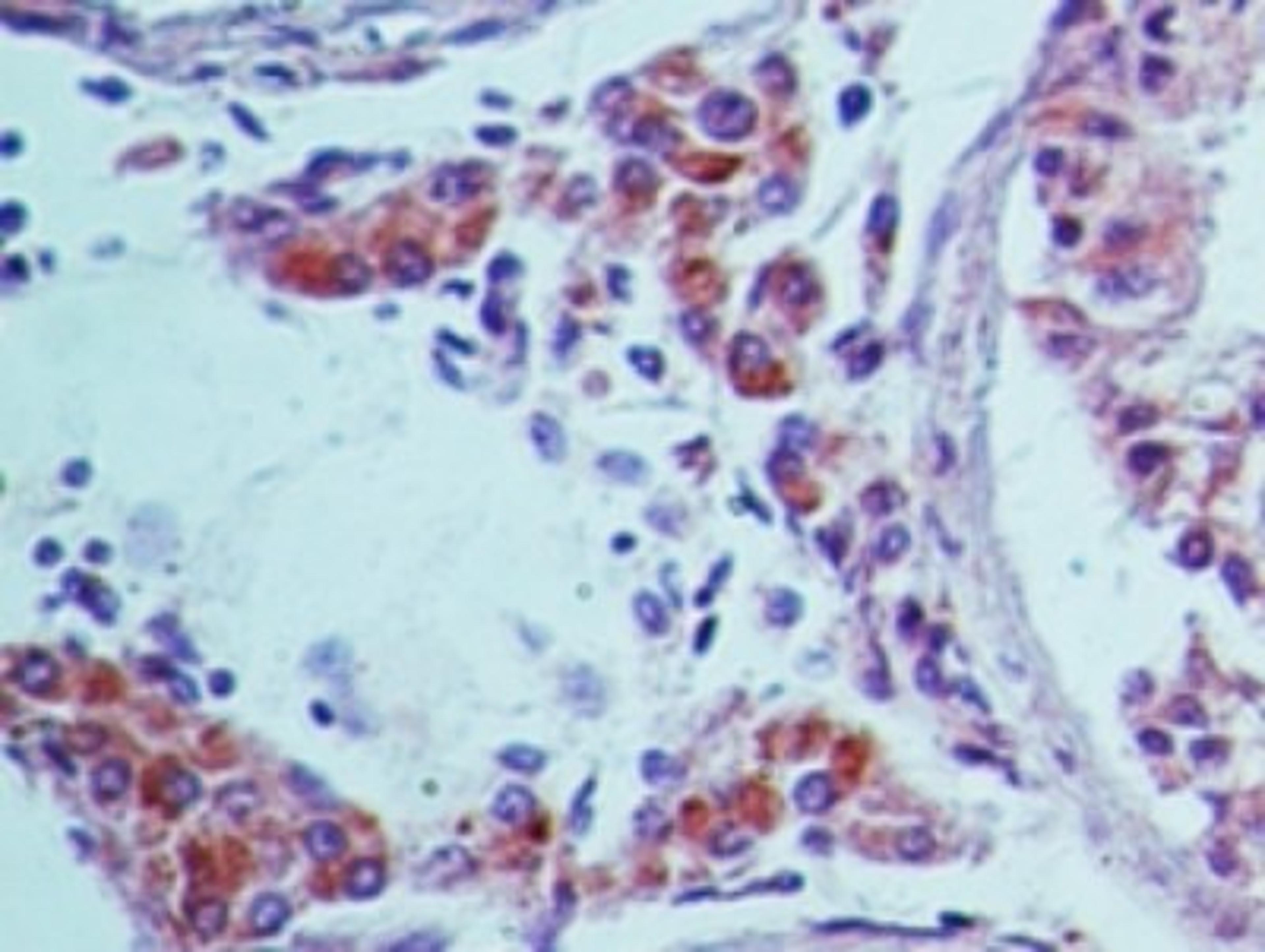 Immunohistochemistry-Paraffin: TRAF3IP1 Antibody [NBP2-14847] - analysis of TRAF3IP1. Human testis probed with TRAF3IP1 antibody at 5 ug/ml.