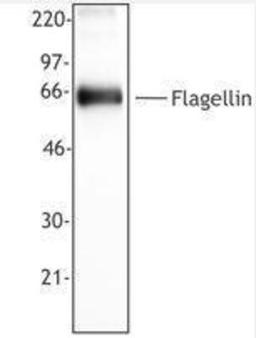 Western Blot: FliC Antibody (FLIC-1) [NBP1-48718] - Recombinant flagellin protein (50 ng per lane) was resolved by electrophoresis, transferred to nitrocellulose, and probed with monoclonal antibody against FliC. Protein was visualized using a goat anti-mouse secondary conjugated to HRP and a chemiluminescence detection system.