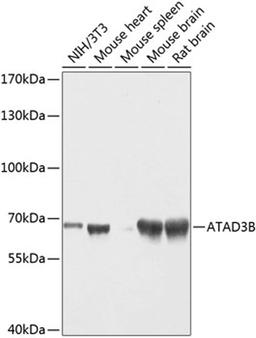 Western blot - ATAD3B antibody (A8268)