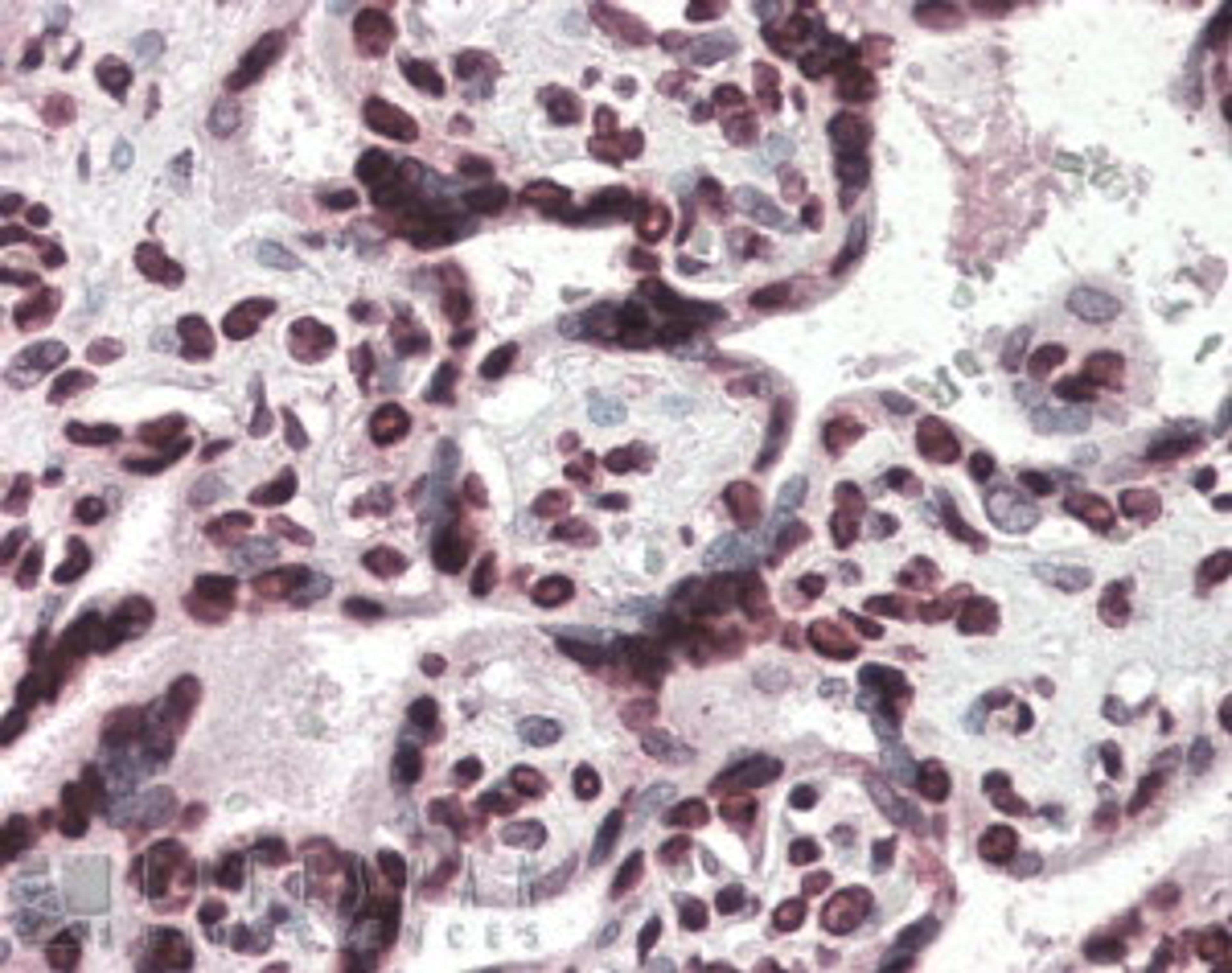 45-737 (4ug/ml) staining of paraffin embedded Human Placenta. Steamed antigen retrieval with citrate buffer pH 6, AP-staining.