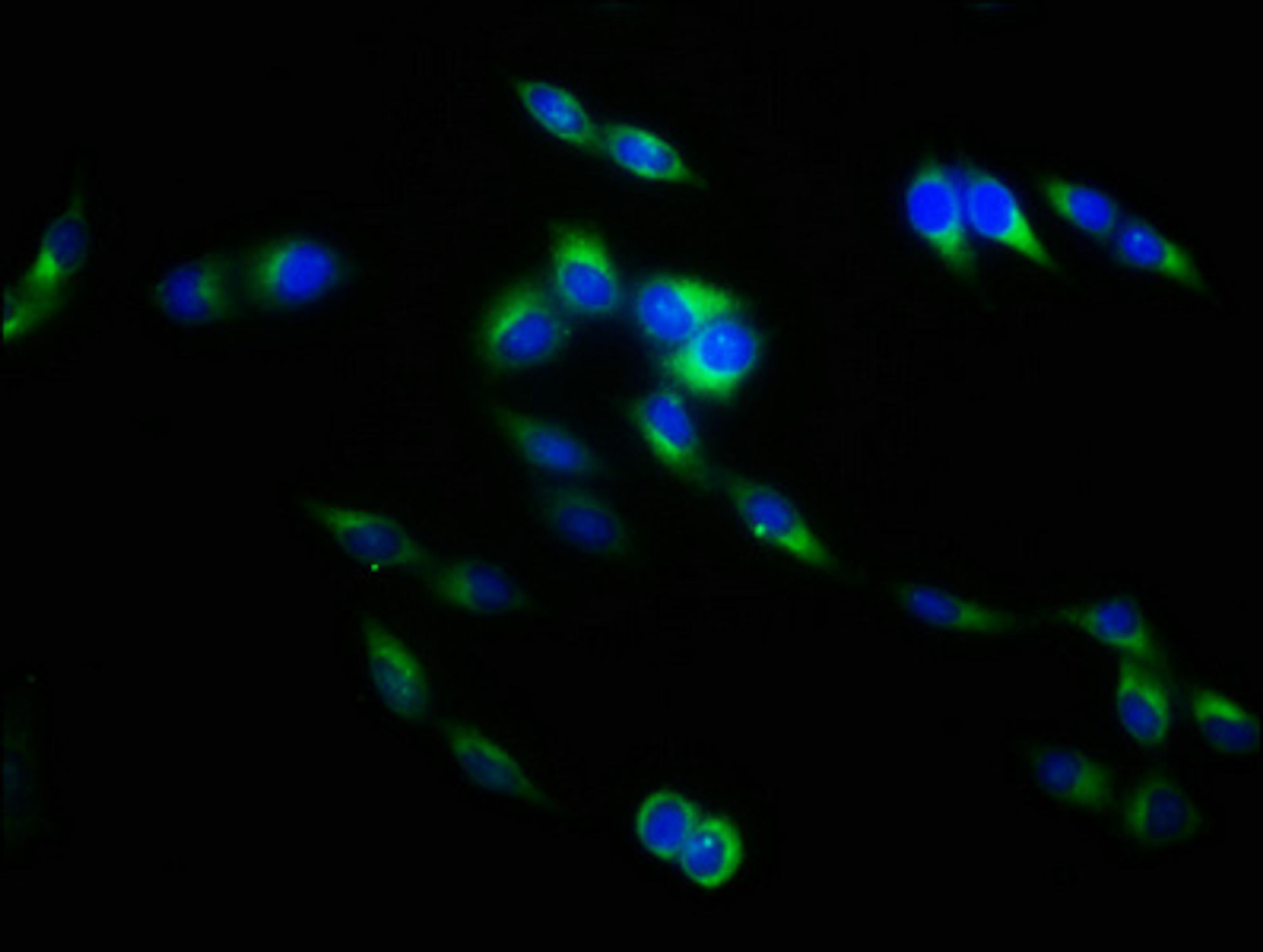 Immunofluorescence staining of Hela cells with CSB-PA08047A0Rb at 1:133, counter-stained with DAPI. The cells were fixed in 4% formaldehyde, permeabilized using 0.2% Triton X-100 and blocked in 10% normal Goat Serum. The cells were then incubated with the antibody overnight at 4°C. The secondary antibody was Alexa Fluor 488-congugated AffiniPure Goat Anti-Rabbit IgG(H+L).