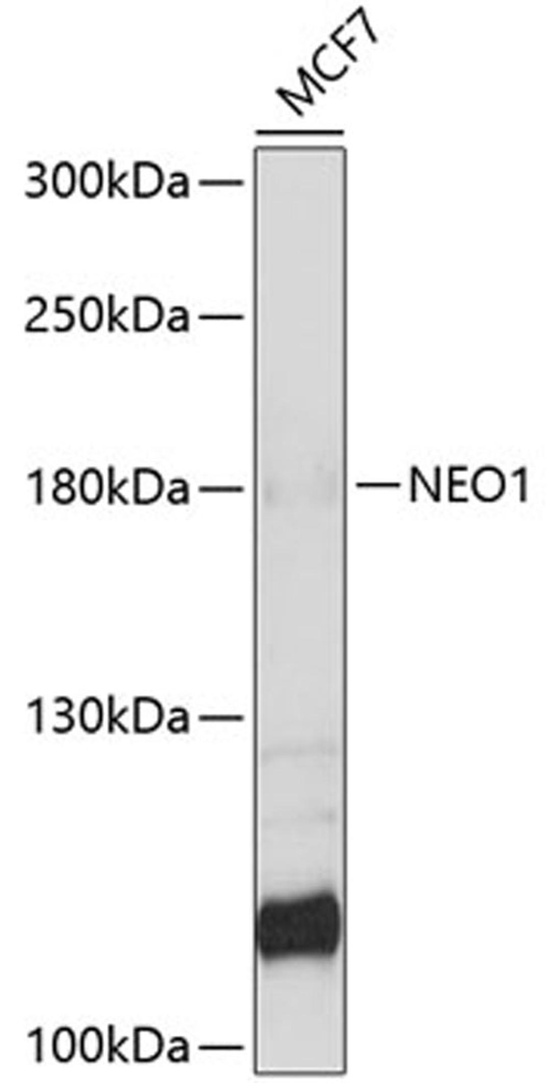 Western blot - NEO1 antibody (A9413)