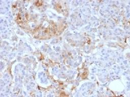 IHC testing of FFPE human pancreas with Ferritin Light Chain antibody (clone FTL/1388). Required HIER: boil tissue sections in 10mM citrate buffer, pH 6, for 10-20 min.