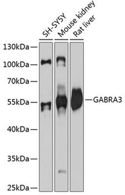 Western blot - GABRA3 antibody (A11636)