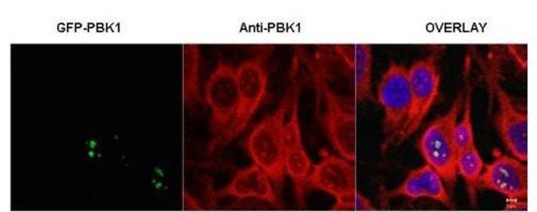 Immunofluorescence analysis of shown to co-localize with recombinant protein using PBK1 antibody