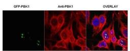 Immunofluorescence analysis of shown to co-localize with recombinant protein using PBK1 antibody