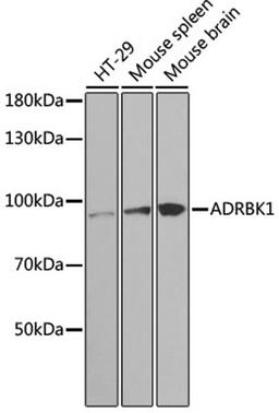 Western blot - ADRBK1 antibody (A1662)