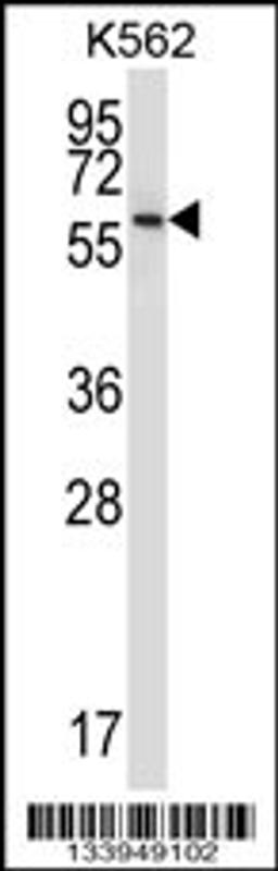 Western blot analysis in K562 cell line lysates (35ug/lane).