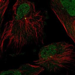 Immunofluorescence: TUBGCP2 Antibody [NBP1-81841] - Staining of human cell line U-251 MG shows positivity in nucleus but not nucleoli & centrosome.