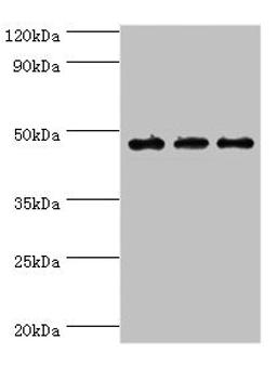 Western blot. All lanes: PDK2 antibody at 6ug/ml. Lane 1: Mouse heart tissue. Lane 2: Hela whole cell lysate. Lane 2: Mouse skeletal muscle tissue. Secondary. Goat polyclonal to rabbit IgG at 1/10000 dilution. Predicted band size: 47, 39 kDa. Observed band size: 47 kDa.