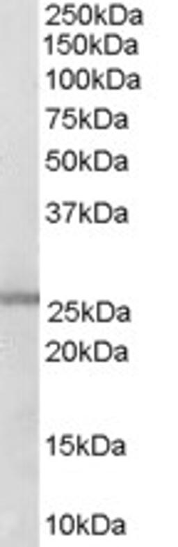 45-712 (0.3ug/ml) staining of Human Lung lysate (35ug protein in RIPA buffer). Primary incubation was 1 hour. Detected by chemiluminescence.