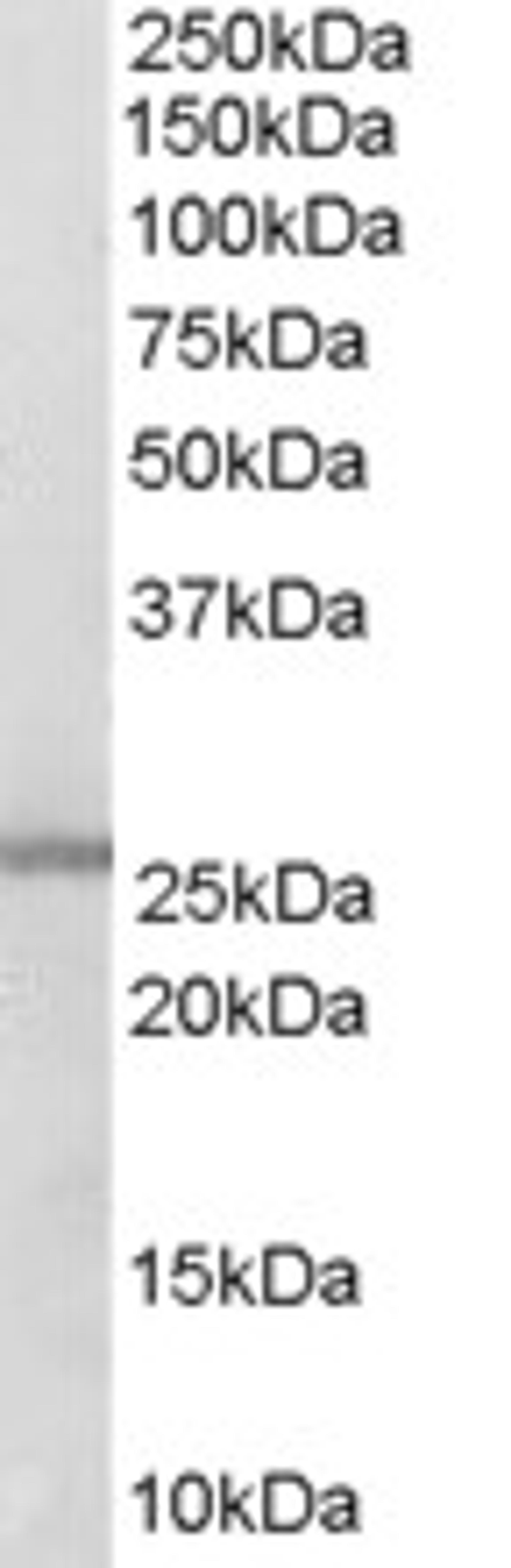 45-712 (0.3ug/ml) staining of Human Lung lysate (35ug protein in RIPA buffer). Primary incubation was 1 hour. Detected by chemiluminescence.