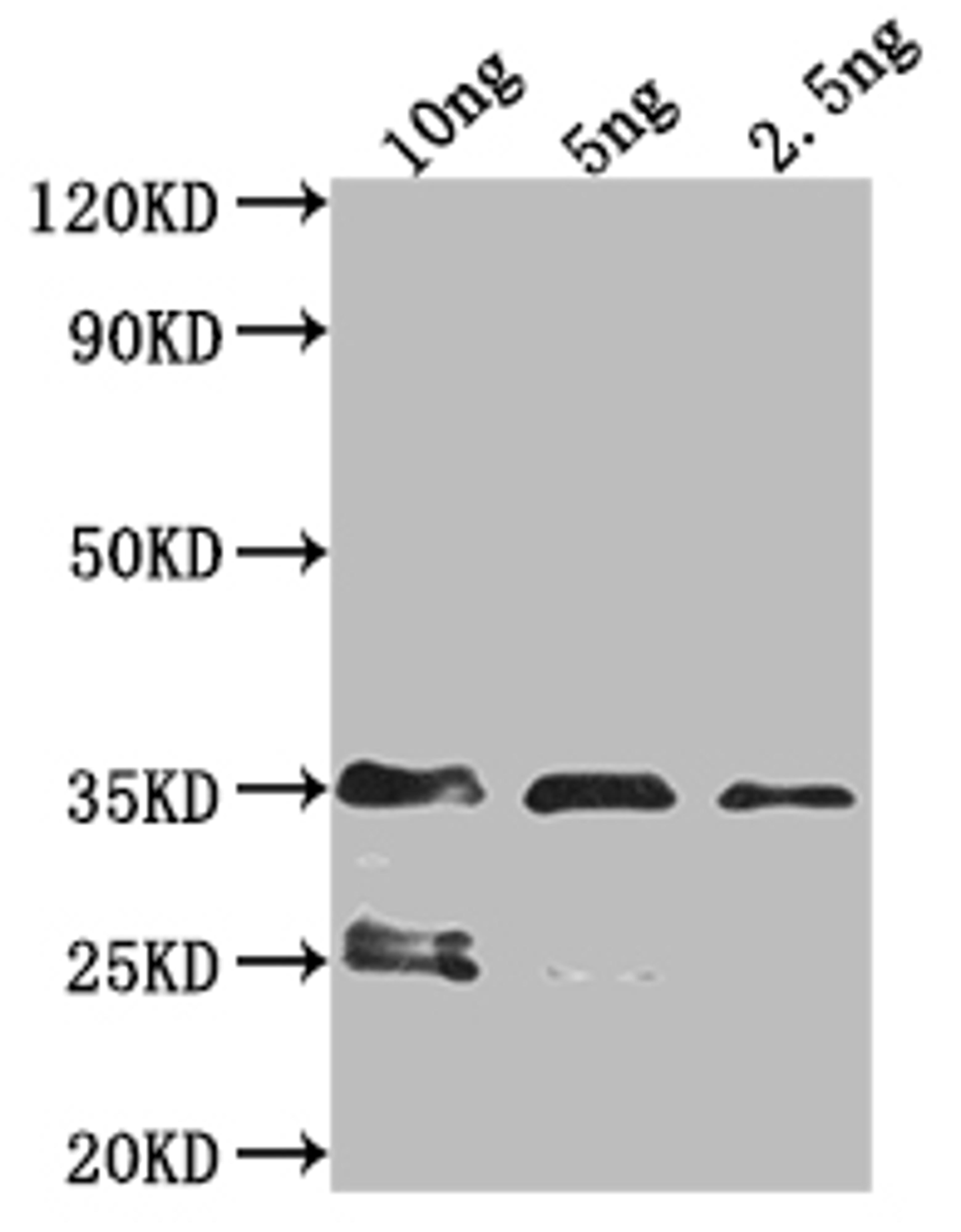 Western Blot. Positive WB detected in Recombinant protein. All lanes: Tsp42Ee antibody at 1:2000. Secondary. Goat polyclonal to rabbit IgG at 1/50000 dilution. Predicted band size: 24.9 kDa. Observed band size: 35 kDa. 